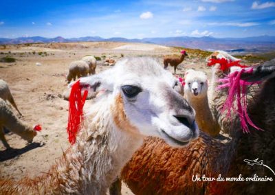 colca-troupeau-lamas-laine