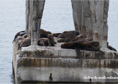 valparaiso-sea-lions