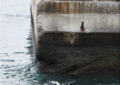 valparaiso-sea-lions-beton