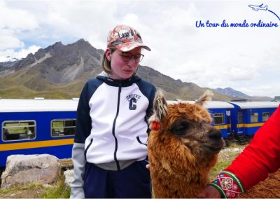 peru-rail-pause-alpaga