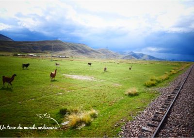 peru-rail-paysage-troupeaux-lamas