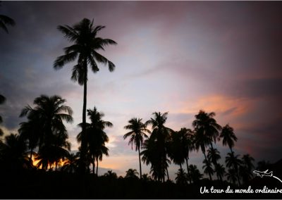 kohngai-palmiers-soiree