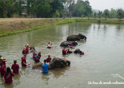 chiangmai-elephant-rescue-toilette