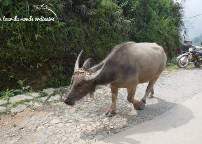 sapa-village-traditionnel-buffalo