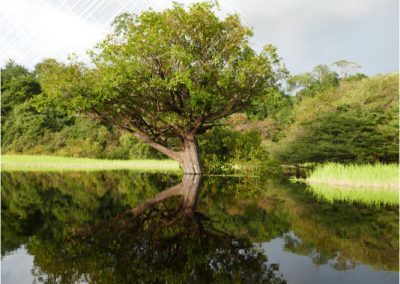 Amazonie-Rio-Negro-arbre-immerge