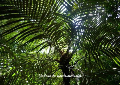 Amazonie-jungle-palmes