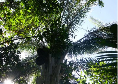 Amazonie-jungle-palmiers