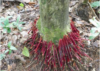 Amazonie-jungle-racines-rouges
