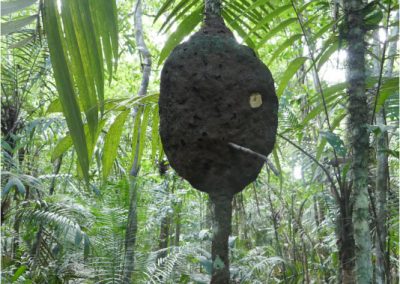 Amazonie-jungle-termites